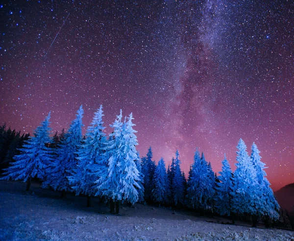 Albero magico nella notte d'inverno stellato — Foto Stock