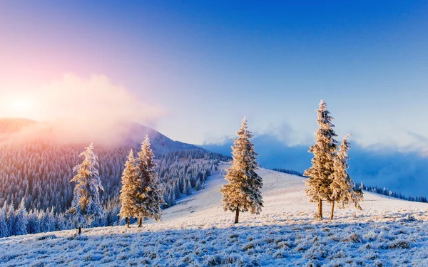 Inverno mágico neve árvore coberta — Fotografia de Stock