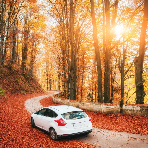 car on a forest path