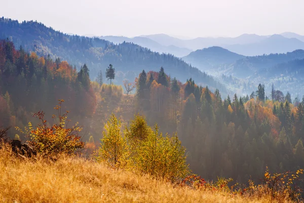 Herfstseizoen — Stockfoto