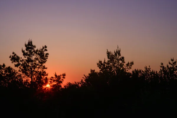Západ slunce mezi stromy — Stock fotografie