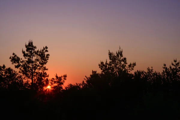 Zonsondergang door de bomen — Stockfoto