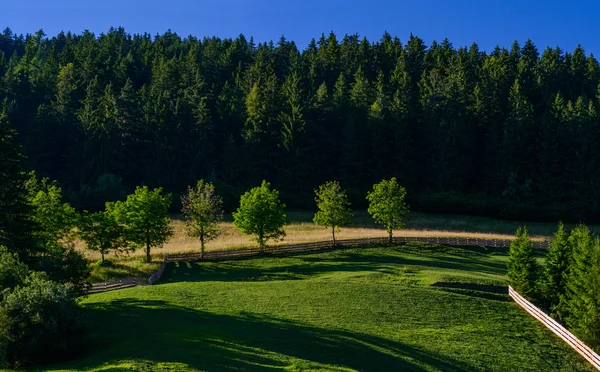 Forest clearing in the summer — Stock Photo, Image