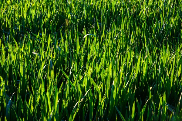 Tło kropli rosy na jasnozielonej trawie — Zdjęcie stockowe