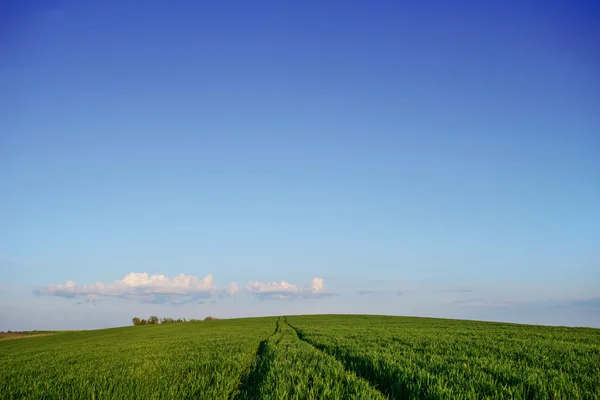 Veld van groen gras — Stockfoto