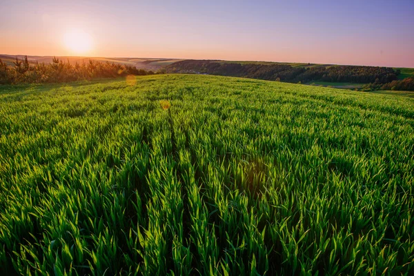 Achtergrond van dauwdruppels op heldergroen gras — Stockfoto