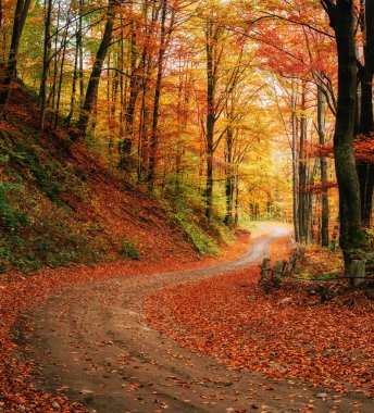 autumn alley 