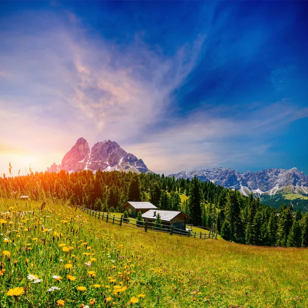 Květinová louka v Alpách při západu slunce — Stock fotografie