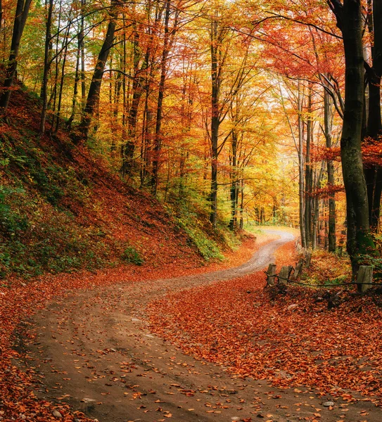 Autumn alley — Stok fotoğraf