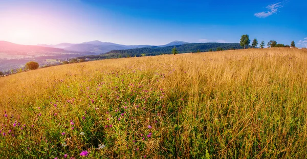 Травяное поле в горах — стоковое фото