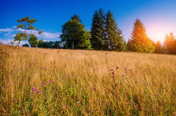 Grass field in the mountains — Stock Photo, Image