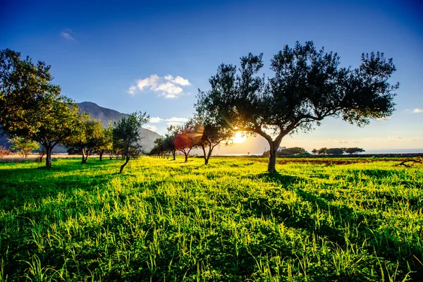 Baumschatten mit Sonnenuntergang — Stockfoto