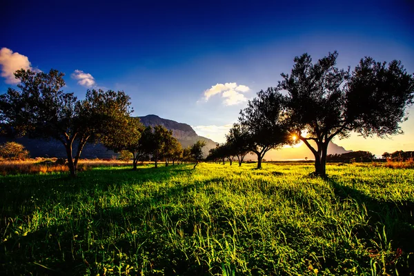 Ağaç gölge gün batımı ile — Stok fotoğraf