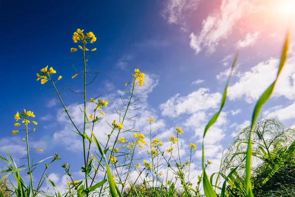 Gelbe Blumen und blauer Himmel mit flauschigen weißen Wolken und Sonnenschein — Stockfoto