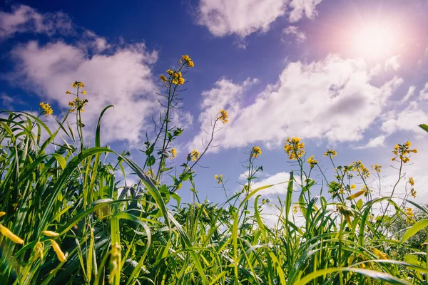 Gelbe Blumen und blauer Himmel mit flauschigen weißen Wolken und Sonnenschein — Stockfoto
