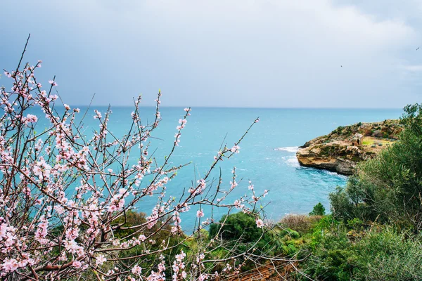 Весеннее цветущее дерево на фоне синего моря — стоковое фото