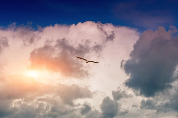 青い空に舞い上がるカモメ — ストック写真