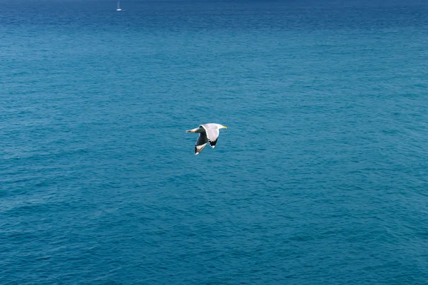 Seagull op de blauwe achtergrond van de zee. — Stockfoto