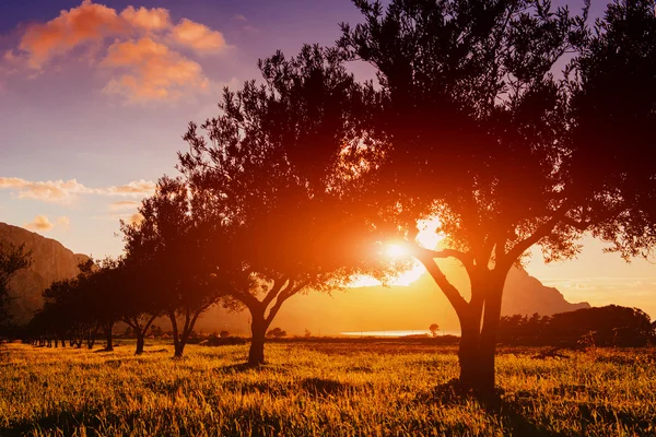 Zonsondergang door de bomen — Stockfoto