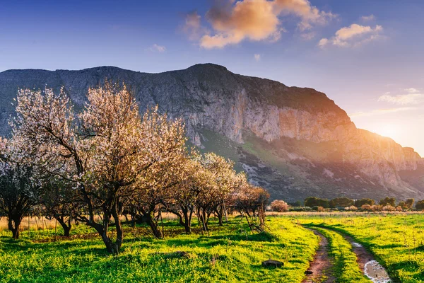 Dağlarda günbatımı, çiçekli ağaçlar — Stok fotoğraf