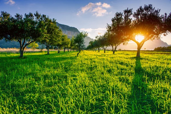 Grön gräsmatta och strålar bryta igenom träden vid solnedgången. — Stockfoto