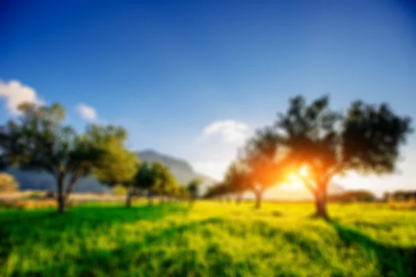 Grüner Rasen und Strahlen, die bei Sonnenuntergang durch die Bäume brechen. — Stockfoto