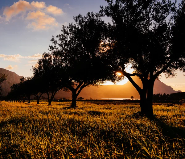 Zonsondergang door de bomen — Stockfoto