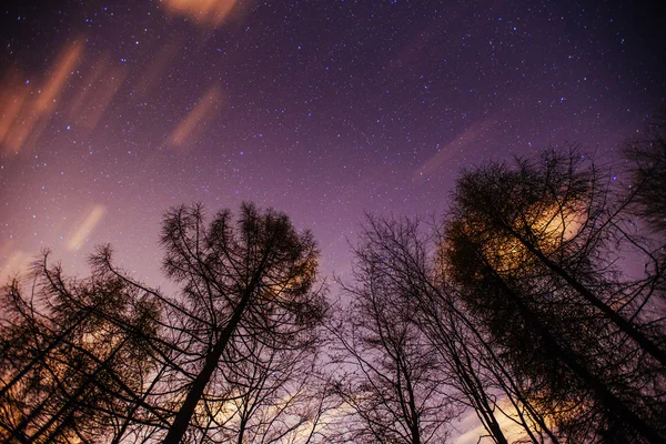 Hvězdnou oblohu mezi stromy — Stock fotografie