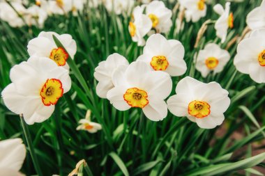 Sarı nergis bahçeleri (Hollanda).