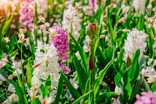 Blanco - jacintos rosados en el jardín . — Foto de Stock