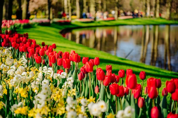 En härlig våren landskap parkerar. Blommande blommor. — Stockfoto