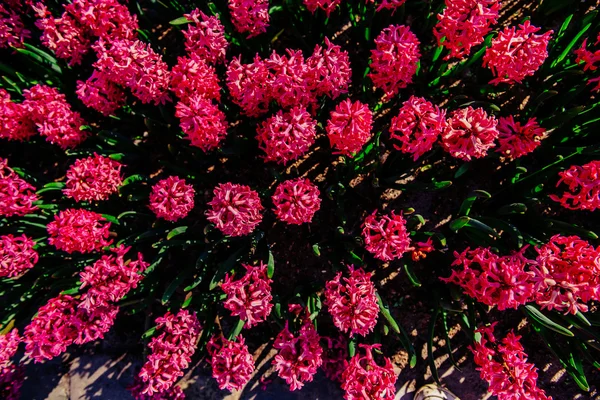 Vele kleurrijke hyacinten groeiende onder de lente zon — Stockfoto