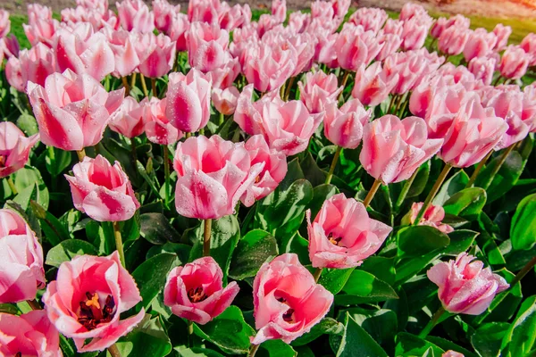 Grupp av rosa tulpaner. Våren landskap. — Stockfoto