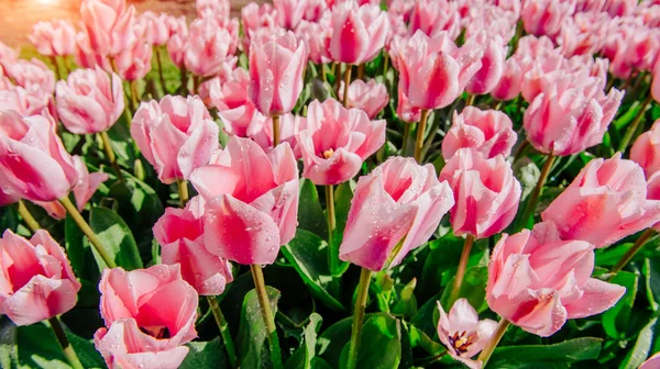 Grupo de tulipas rosa. Paisagem Primavera . — Fotografia de Stock