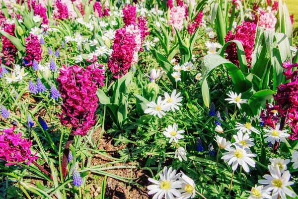 Feld der wilden Blumen. — Stockfoto