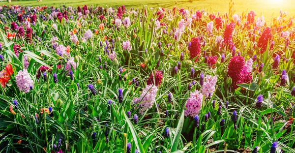 Feld der wilden Blumen. — Stockfoto