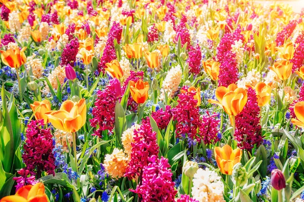 Campo de flores silvestres. — Fotografia de Stock