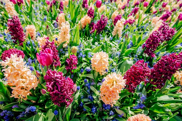 Colored hyacinths. — Stock Photo, Image