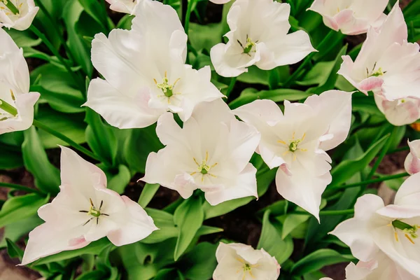 Wonderful spring tulips. — Stock Photo, Image