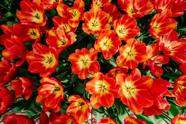 Rode tulpen — Stockfoto