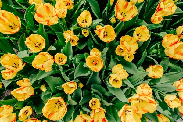 Bloem veld met kleurrijke tulpen. — Stockfoto