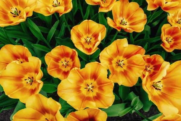 Bloem veld met kleurrijke tulpen. — Stockfoto