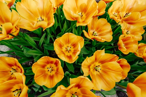 Bloem veld met kleurrijke tulpen. — Stockfoto