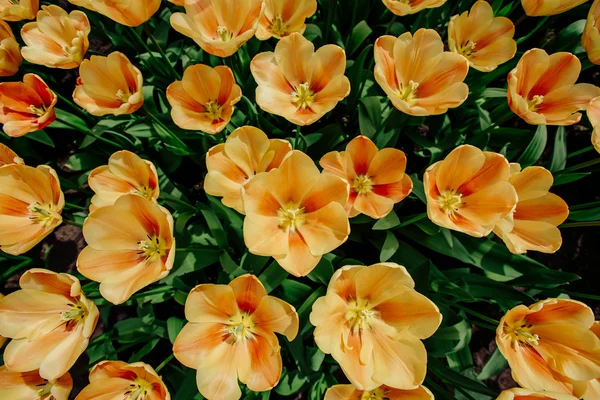 Flower field with colorful tulips. — Stock Photo, Image