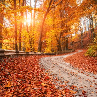 autumn alley 