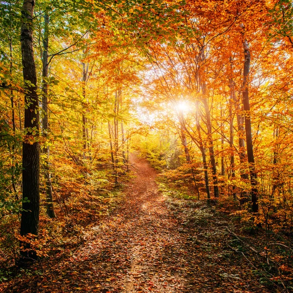 Forest Road en otoño. Paisaje otoñal . —  Fotos de Stock