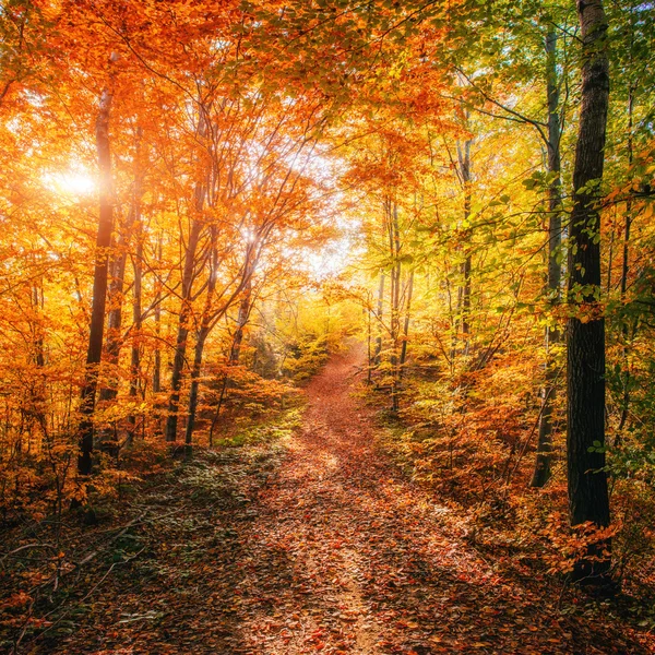 Leśne drogi jesienią. jesień krajobraz. — Zdjęcie stockowe