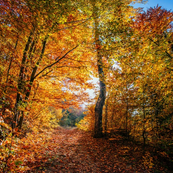 Forest Road en otoño. Paisaje otoñal . — Foto de Stock