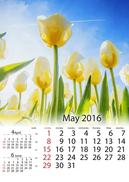 カレンダー 5 月 2016 年 - 夏には黄色いチューリップ行の表示 — ストック写真