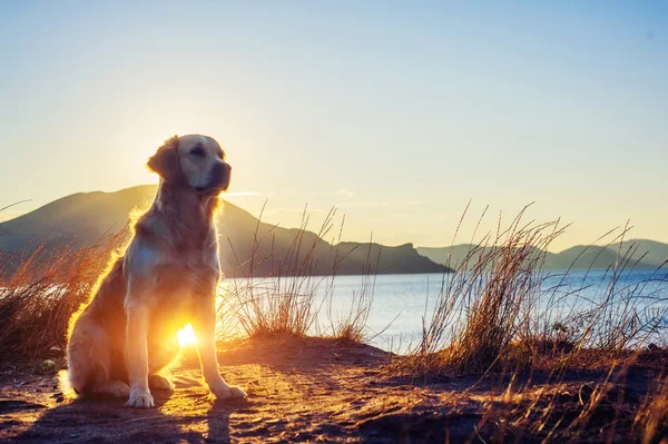 Hond bij zonsondergang — Stockfoto